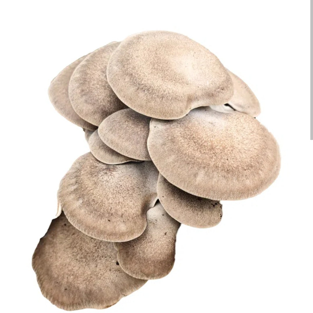 Pleurotus Ostreatus multicolor