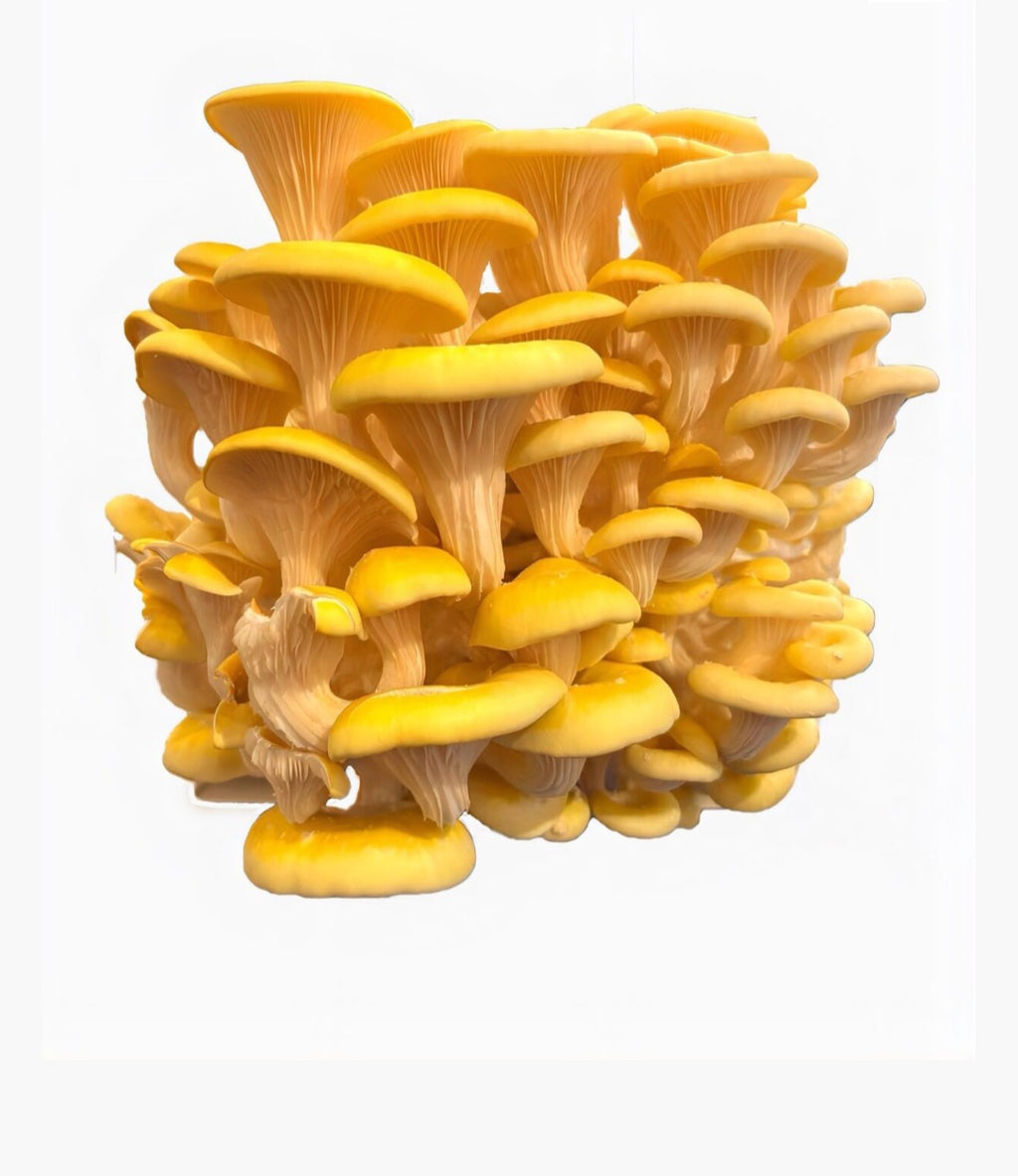 Pleurotus Ostreatus multicolor