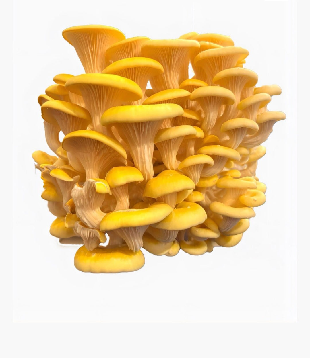 Pleurotus Ostreatus multicolor