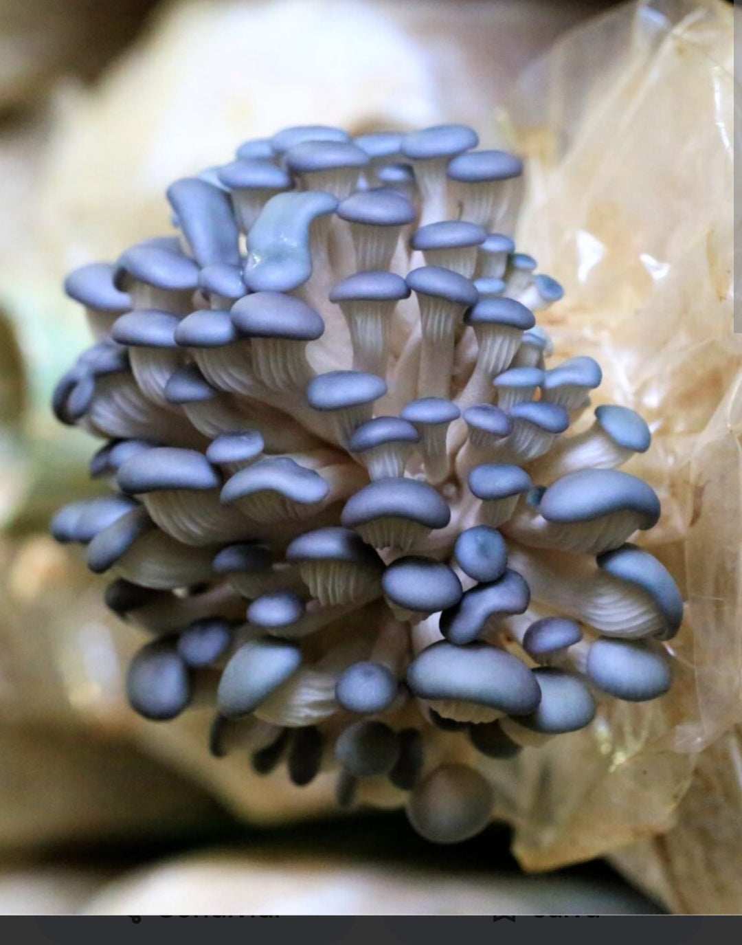 Pleurotus Ostreatus multicolor