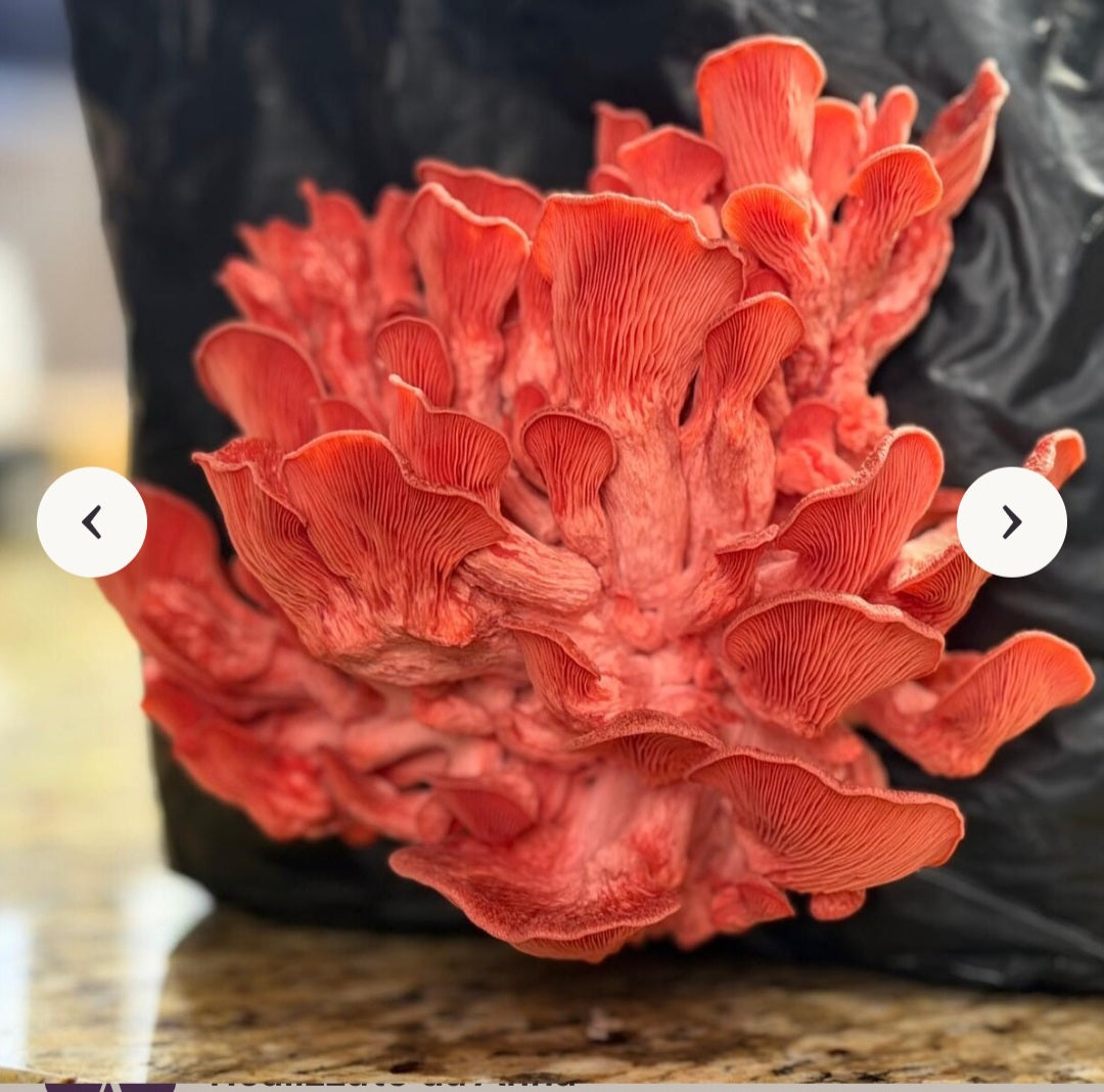Pleurotus Ostreatus multicolor