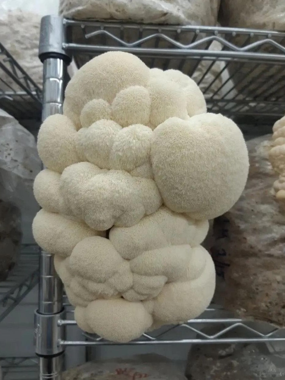 L'Hericium erinaceus( criniera di leone