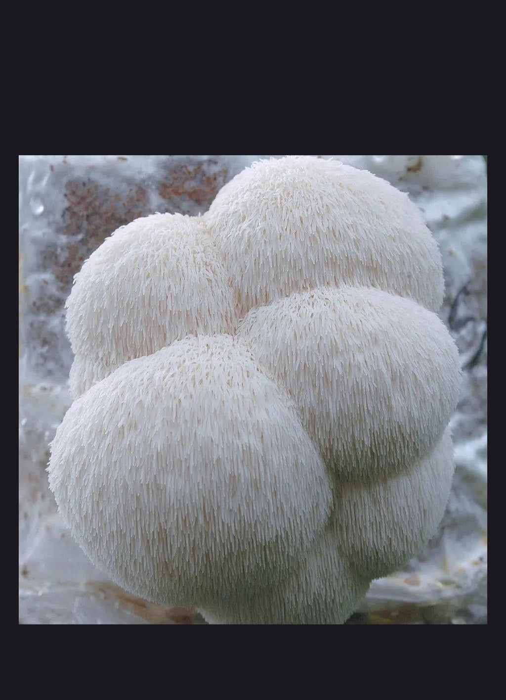 L'Hericium erinaceus( criniera di leone