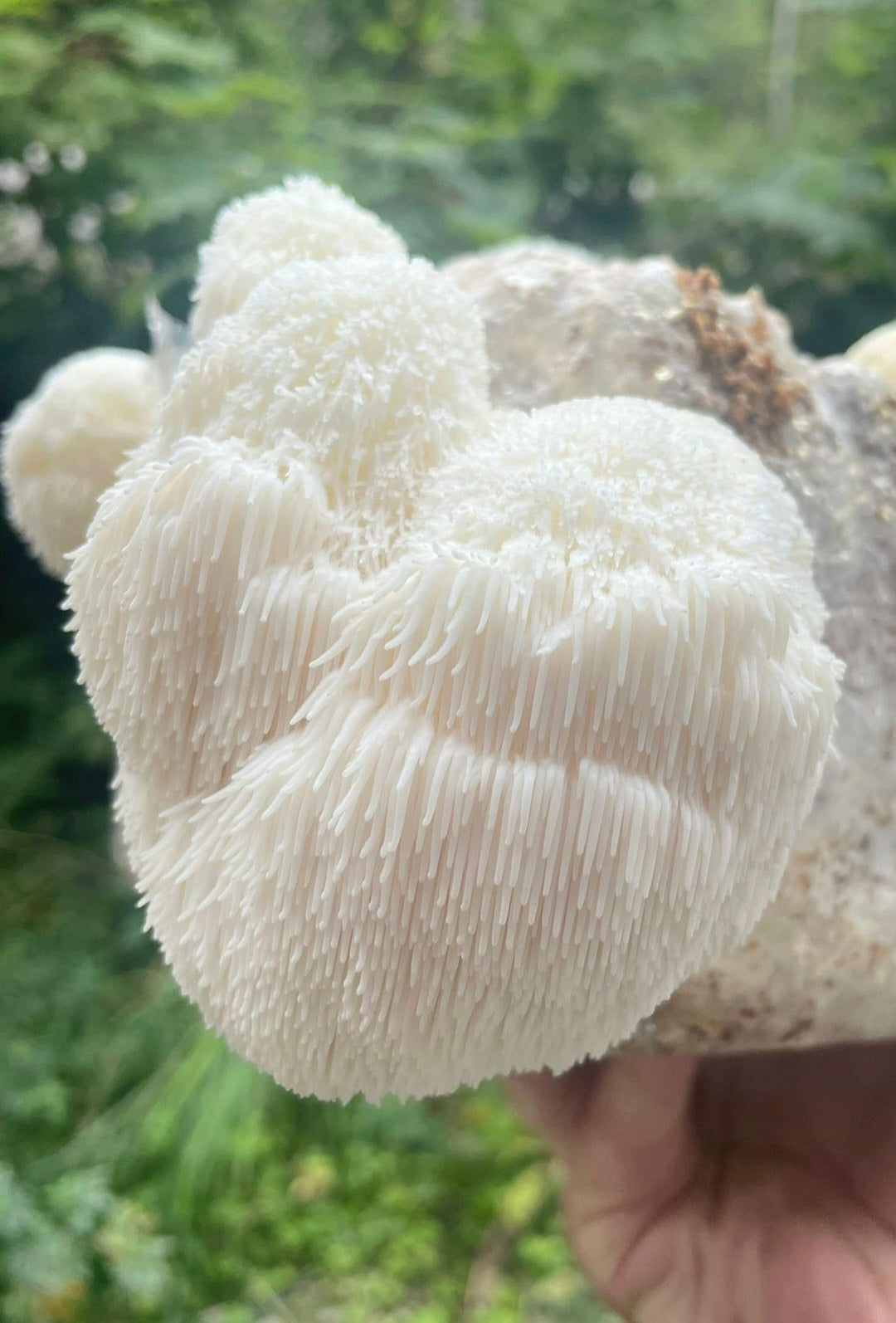 L'Hericium erinaceus( criniera di leone
